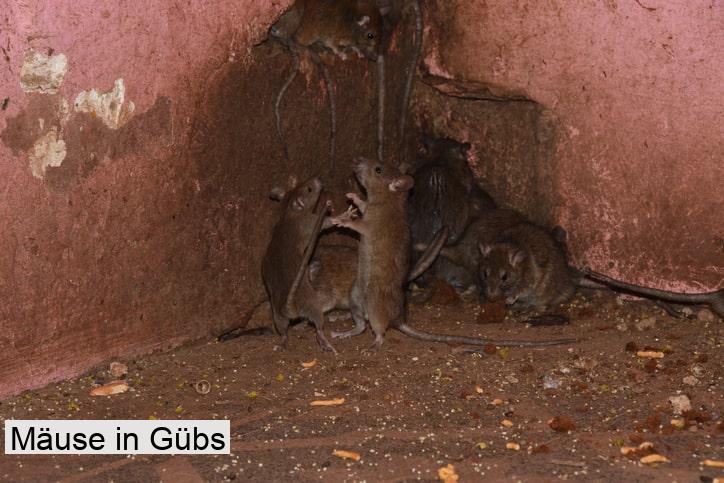 Mäuse in Gübs